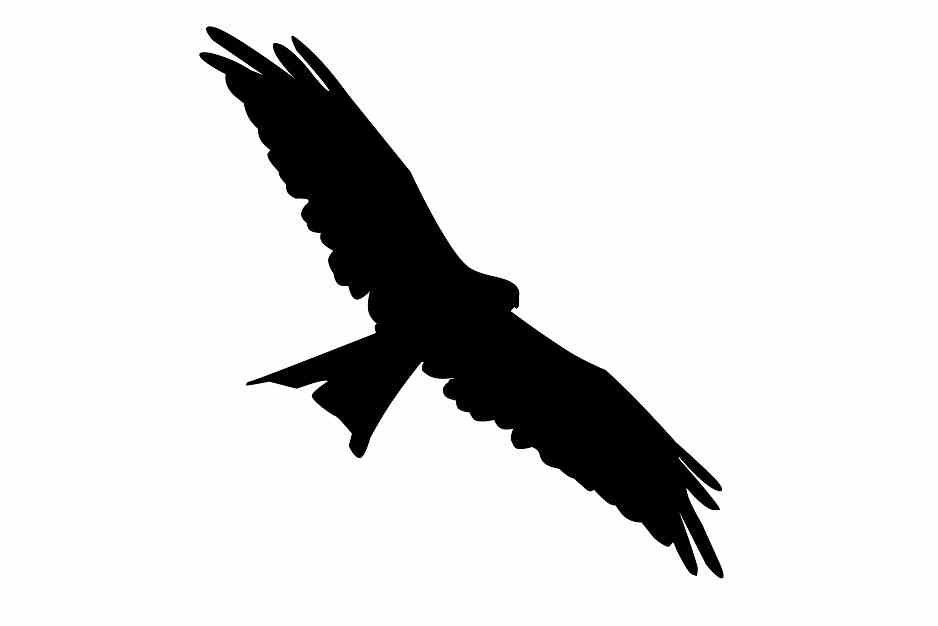 Vogelbeschermingssticker 60-100 cm EW-VOG-130-88, zwarte kleur, gemaakt van weerbestendig kunststof.