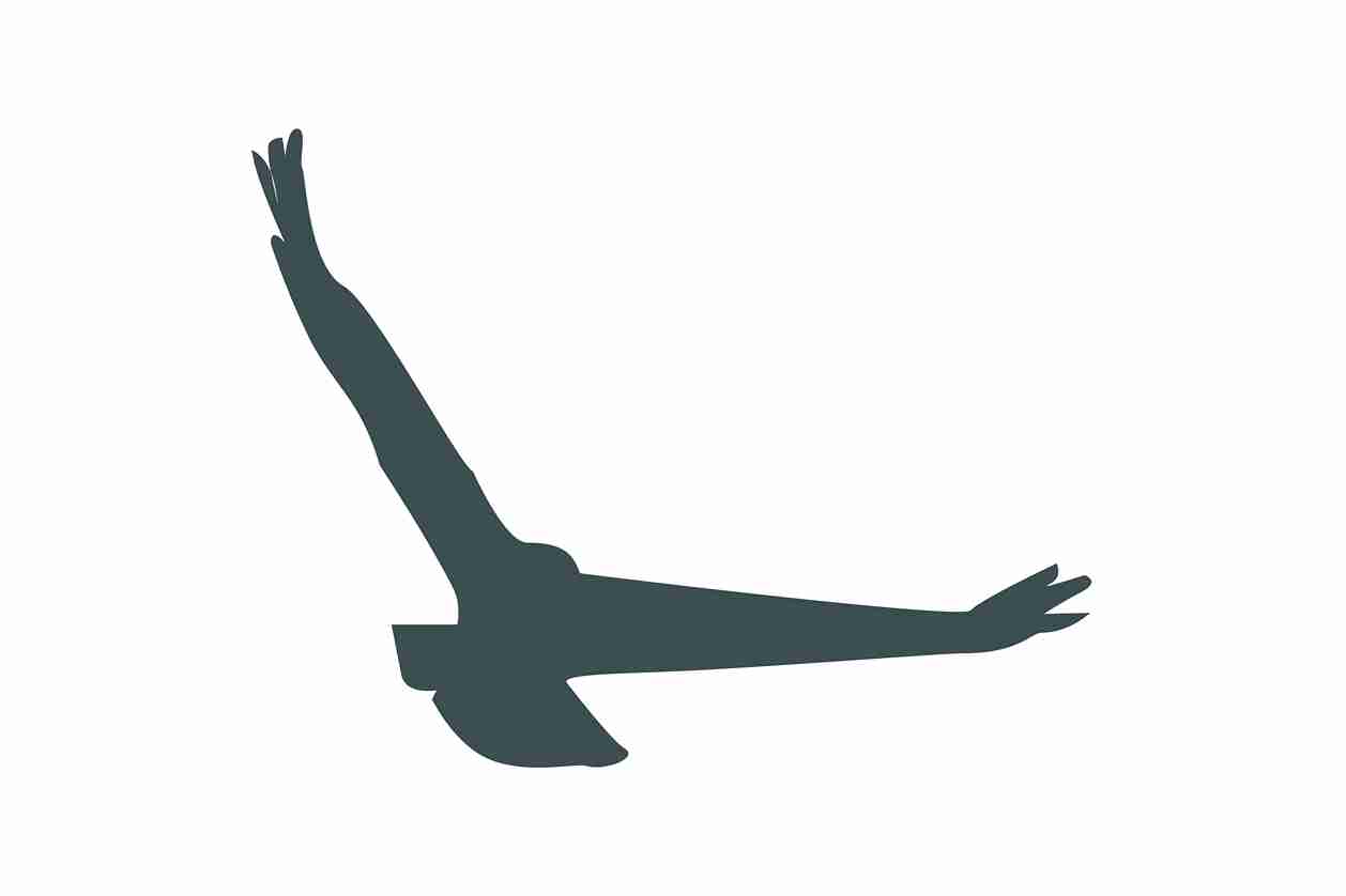 Vogelbeschermingssticker 60-100 cm EW-VOG-140-93, donkergrijze kleur, gemaakt van weerbestendig kunststof