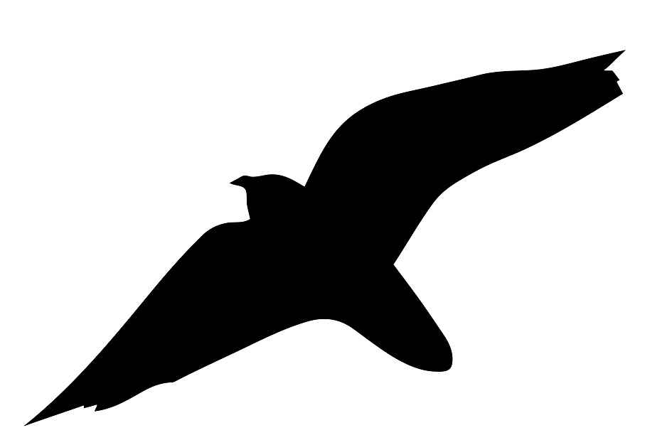 Vogelbeschermingssticker 60-100 cm EW-VOG-40-88, zwarte kleur, gemaakt van weerbestendig kunststof.
