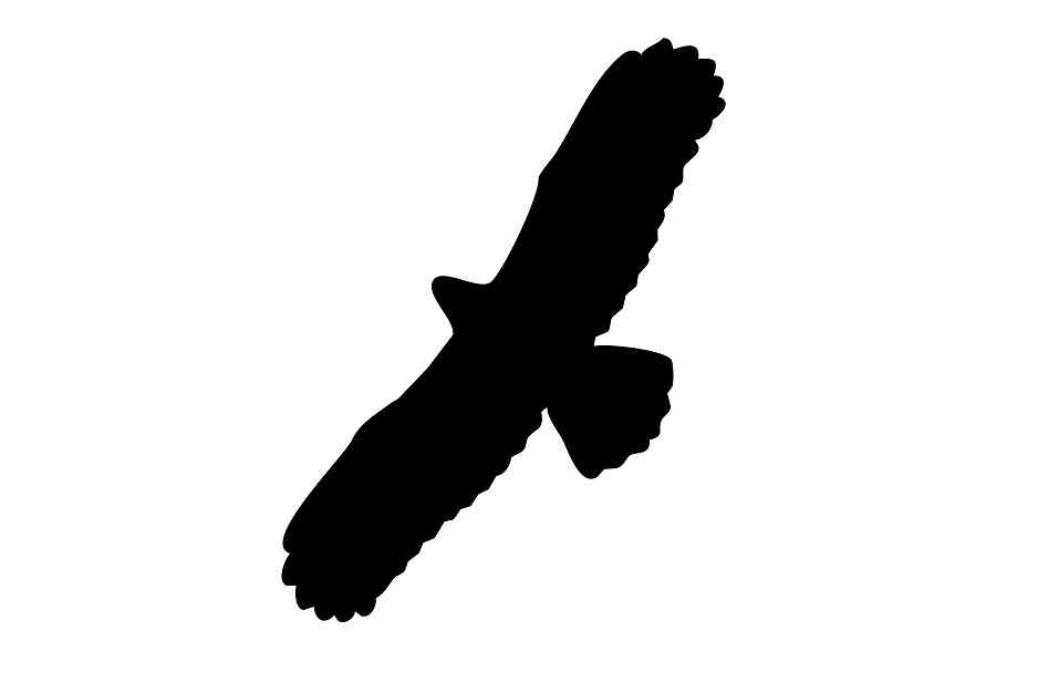Vogelbeschermingssticker 60-100 cm EW-VOG-100-88, zwarte kleur, gemaakt van weerbestendig kunststof.