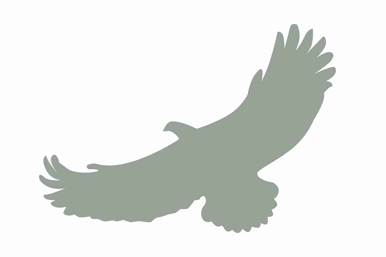Vogelbeschermingssticker 60-100 cm EW-VOG-110-91, lichtgrijze kleur, gemaakt van weerbestendig kunststof