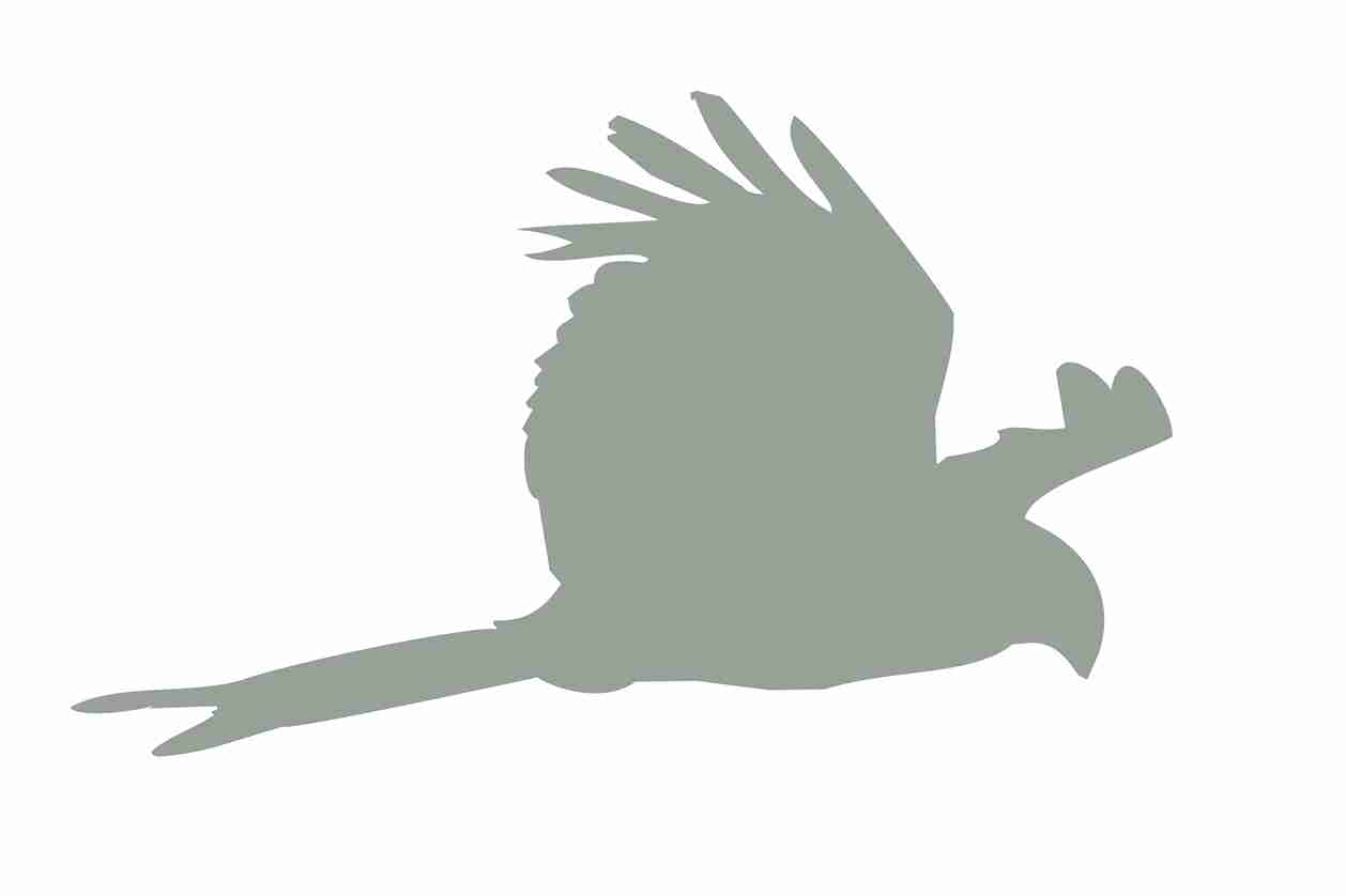 Vogelbeschermingssticker 10-50 cm EW-VOG-120-91, lichtgrijze kleur, gemaakt van weerbestendig kunststof.