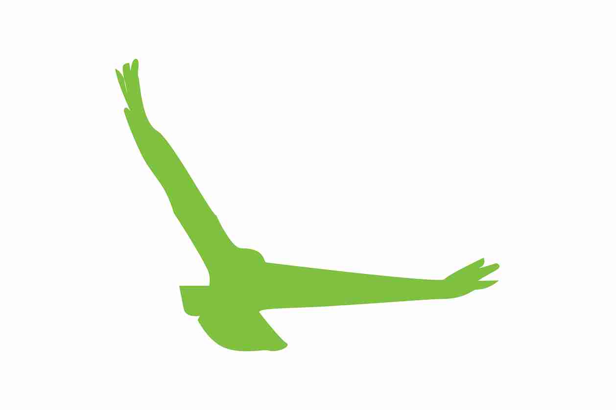 Vogelbeschermingssticker 60-100 cm EW-VOG-140-67, groene kleur, gemaakt van weerbestendig kunststof.