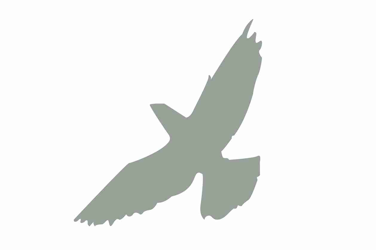 Vogelbeschermingssticker 60-100 cm EW-VOG-60-91, lichtgrijze kleur, gemaakt van weerbestendig kunststof