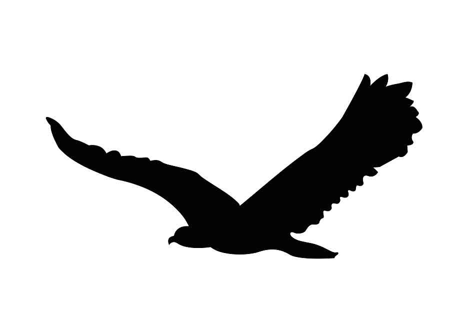 Vogelbeschermingssticker 60-100 cm EW-VOG-80-88, zwarte kleur, gemaakt van weerbestendig kunststof.